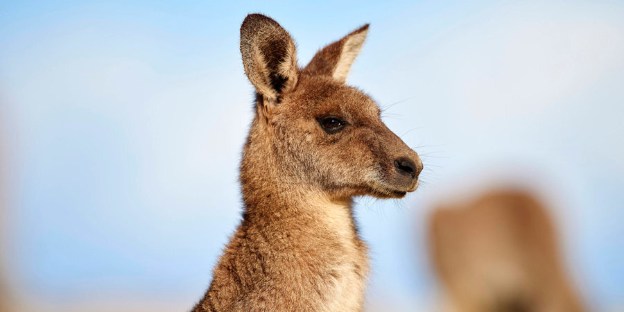 Заезды в Австралии были прерваны из-за кенгуру на трассе (видео)