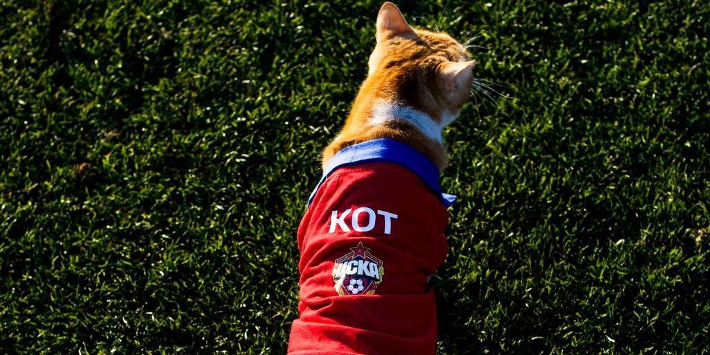 В ЦСКА хотели забрать из Турции ставшего звездой кота, чтобы он жил на стадионе и выводил команду на матчи