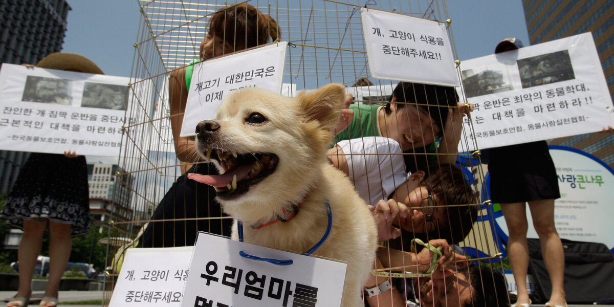 Станет ли поедание собак проблемой для Олимпиады в Корее? Расследование «Матч ТВ»