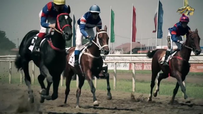 PRO_Лошадей. Праздник ахалтекинского коннозаводства (видео)