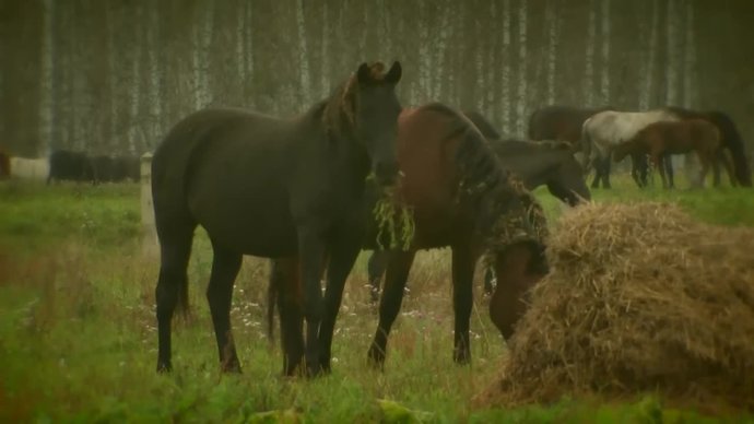 Рыжие, гнедые, вороные. Лошади Кемеровского конного завода (видео)