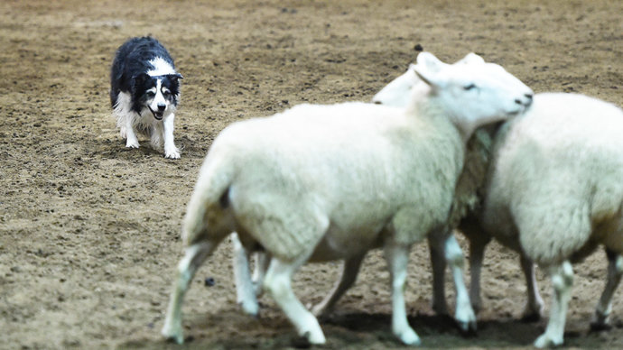 В Австралии предложили включить в программу ОИ-2032 соревнования пастушьих собак