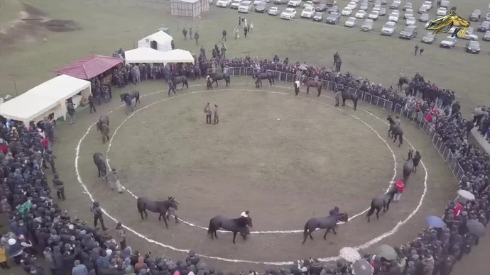 Эхо конного мира 14.04.2021. Карачаевская порода лошадей (видео)